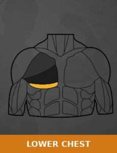 lower chest